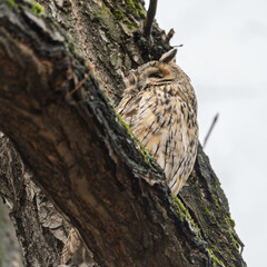 Long-eared owl (Asio otus), looking forward with wide opened eyes