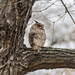 Long-eared owl (Asio otus), looking forward with wide opened eyes