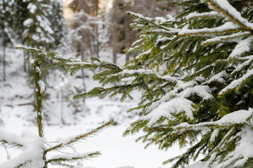 A snow covered pine tree with a few branches still green