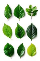 Fototapeta premium Variety of green leaves arranged on white background