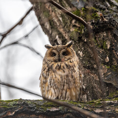 Long-eared owl (Asio otus), looking forward with wide opened eyes