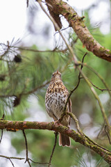 Song thrush (Turdus philomelos) sitting on a tree branch in a park