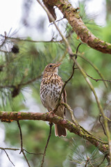 Song thrush (Turdus philomelos) sitting on a tree branch in a park