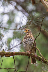 Song thrush (Turdus philomelos) sitting on a tree branch in a park