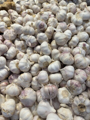 Pile of Garlic Bulbs