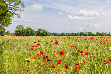 Agriculture field with fresh wheat with border of colorful wildflowers like red poppy and blue cornflowers. Concept example of nature inclusive farming