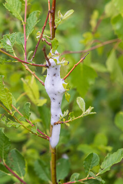 Foam bubbles of a spittlebug or froghopper on a plant along farmland in the netherlands