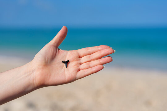 Close up of hand holding shark tooth against sandy Gulf coast background with sea horizon. High quality photo