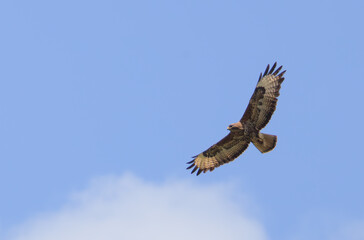 Buse variable en chasse