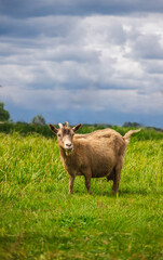 Brown goat standing in green meadow under dramatic cloudy sky, looking toward camera