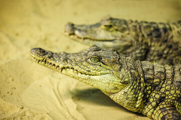 Close-up of two crocodilian caimans lying on sandy ground, showing detailed scaly texture and sharp features in natural lighting