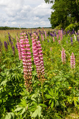 Agriculture field with border of colorful lupines. Concept example of nature inclusive farming and...