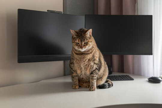 Tabby cat sitting on white desk in front of large black monitor in modern home office. High quality photo