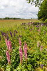 Agriculture field with border of colorful lupines. Concept example of nature inclusive farming and...