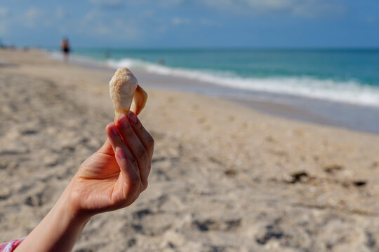 Hand holding seashell on sandy beach with Gulf of Mexico waves and bright blue sky. High quality photo