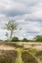Obraz premium Landscape of nature reserve Hijkerveld with heathland, natural pond and path near Hijken en Laaghalen in municipality Midden-Drenthe in Drenthe The Netherlands