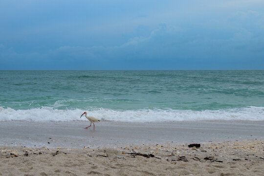 White ibis bird wading at shoreline of Gulf beach with calm sea waves and cloudy horizon. High quality photo - Powered by Adobe