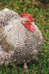 Plump rooster with red comb and speckled plumage standing on green grass, wearing a numbered leg band for identification