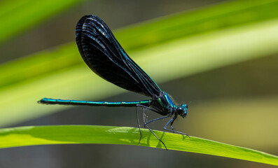 Ebony Jewelwing (Calopteryx maculata)