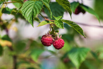 Raspberries in the garden, shallow depth of field..
