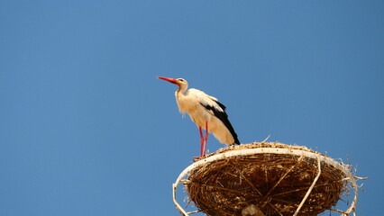 Fototapeta premium Storch im Nestplatz, Rust am See