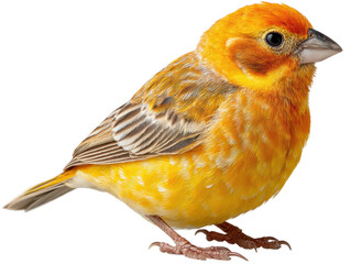 Colorful yellow canary bird animal portrait natural light isolated on transparent background