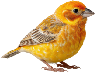 Colorful yellow canary bird animal portrait natural light isolated on transparent background