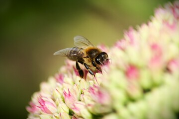 Bee on a flower