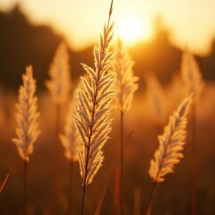 Close up of yellow grasses and grains 