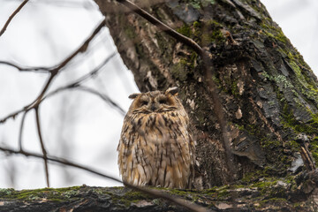 Long-eared owl (Asio otus), looking forward with wide opened eyes