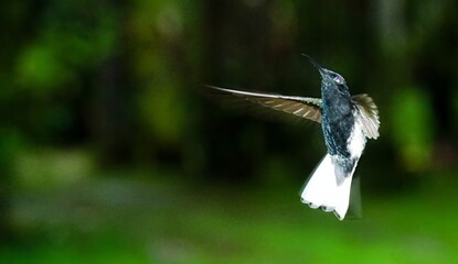 A black and white hummingbird from the Atlantic Forest in motion