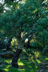 alcornocales
