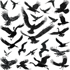 twenty five birds sketches on white background