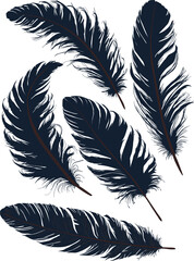 Obraz premium feathers five silhouettes isolated on white background