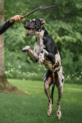 Great Dane Dog Jumping to Catch Stick in Green Park