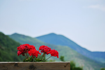 red geranium blossoms blooming outdoors on a balcony in front of a distant mountain range