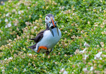 Atlantic Puffin "Fratercula arctica" with beak full of fish eels walking on slope covered with green vegetation. Closeup of birds colorful bill, face and foot. Ireland