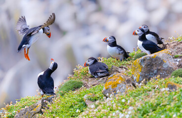 Group of Atlantic Puffins known as colony or puffinry gather together on rocky slope, six showing their colorful red orange beaks. One bird flying to land, watched by others. Saltee Islands, Ireland 