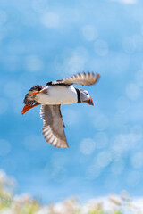Atlantic Puffin "Fratercula arctica" flying above sparkling blue sea on summer day. Also "Common Puffin" in flight with wings open outstretched. Great Saltee Island, Ireland