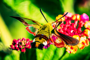 Sphingidae