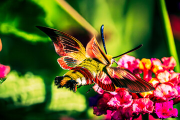 Sphingidae