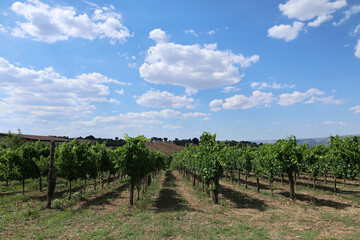 Fototapeta premium Orderly grapevine lines stretch across an Italian vineyard under vivid summer light and sky. The scene reflects agricultural precision, enological potential and Mediterranean climate