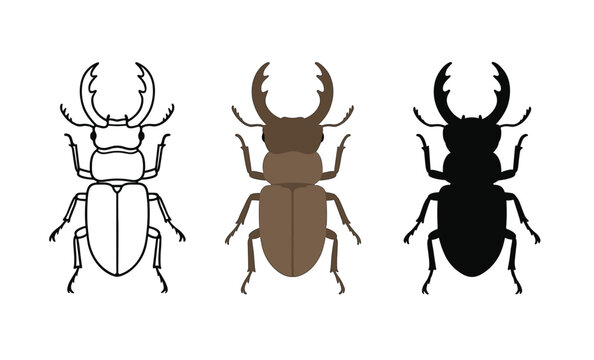 Detailed stag beetle depictions in outline, brown, and silhouette styles