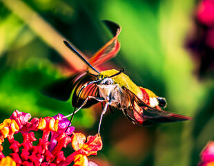 Sphingidae