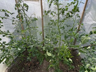 Tomatenhaus im Gemüsegarten