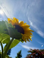 Sonnenblume mit Textfreiraum auf bleum sonnigem hintergrund - Gute Stimmung