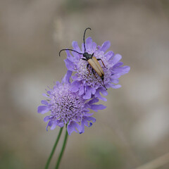 yellow longhorn beetle with long antennas sitting on two purple field scabious blossoms