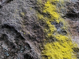 Close-up natural texture of rough rock surface with vibrant yellow moss and lichen, perfect for background, design, or nature-themed projects.
