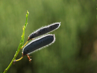 two ripes of a gorse bush hanging in closeup focus on a branch in summer sunlight with green background