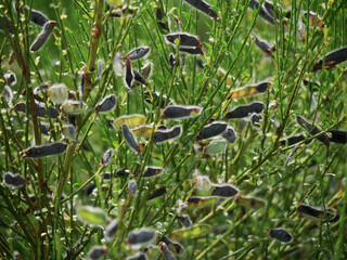 genista bush with many yound ripes illuminated by summer sunlight
